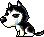 Husky, animation 13