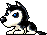 Husky, animation 12
